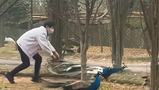 有大病?游客在动物园内追逐孔雀拔毛!为何孔雀尾羽如此不寻常?休闲区蓝鸢梦想 - Www.slyday.coM 有大病?游客在动物园内追逐孔雀拔毛!为何孔雀尾羽如此不寻常?休闲区蓝鸢梦想 - Www.slyday.coM
