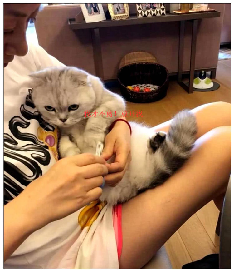 给猫咪剪指甲，拼命反抗，主人亮出宝贝后，猫咪不淡定了