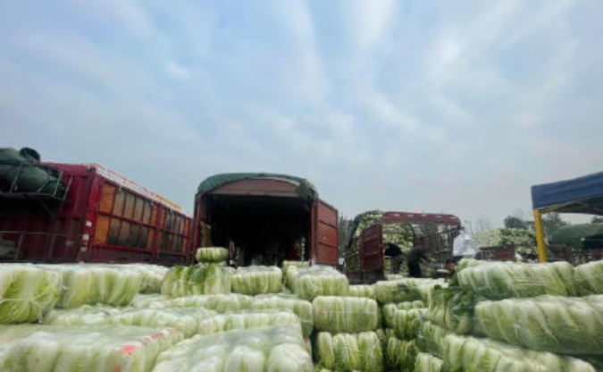 一棵白菜20元?网传超市现“天价”白菜?官方回应来了!休闲区蓝鸢梦想 - Www.slyday.coM 一棵白菜20元?网传超市现“天价”白菜?官方回应来了!休闲区蓝鸢梦想 - Www.slyday.coM