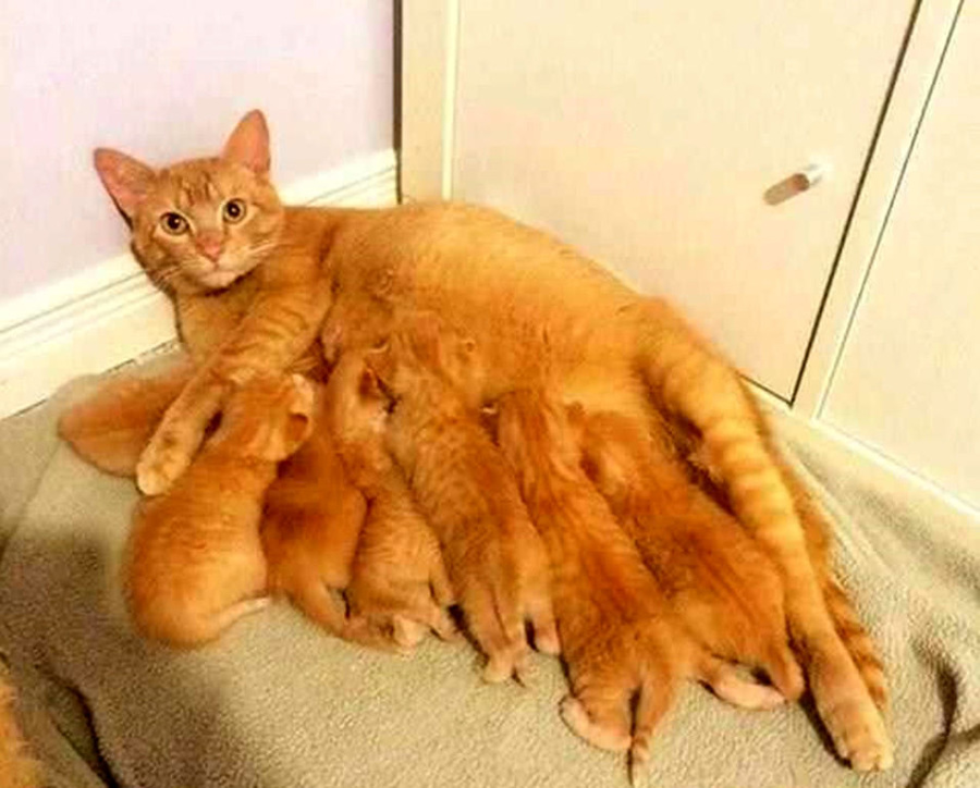橘猫妈妈生了六只猫宝，全部躺在一个窝里时，样子瞬间萌化人心