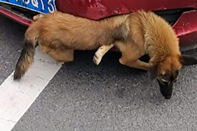 男子开车跑高速,野鸡迎头撞上中网,网友:身价翻了10倍休闲区蓝鸢梦想 - Www.slyday.coM 男子开车跑高速,野鸡迎头撞上中网,网友:身价翻了10倍休闲区蓝鸢梦想 - Www.slyday.coM