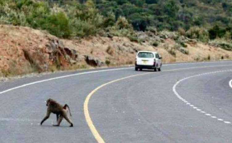 男子开车跑高速,野鸡迎头撞上中网,网友:身价翻了10倍休闲区蓝鸢梦想 - Www.slyday.coM 男子开车跑高速,野鸡迎头撞上中网,网友:身价翻了10倍休闲区蓝鸢梦想 - Www.slyday.coM