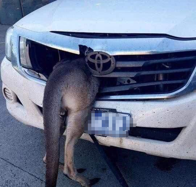 男子开车跑高速,野鸡迎头撞上中网,网友:身价翻了10倍休闲区蓝鸢梦想 - Www.slyday.coM 男子开车跑高速,野鸡迎头撞上中网,网友:身价翻了10倍休闲区蓝鸢梦想 - Www.slyday.coM