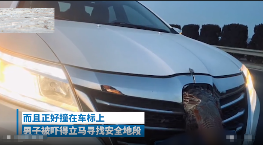 男子开车跑高速,野鸡迎头撞上中网,网友:身价翻了10倍休闲区蓝鸢梦想 - Www.slyday.coM 男子开车跑高速,野鸡迎头撞上中网,网友:身价翻了10倍休闲区蓝鸢梦想 - Www.slyday.coM