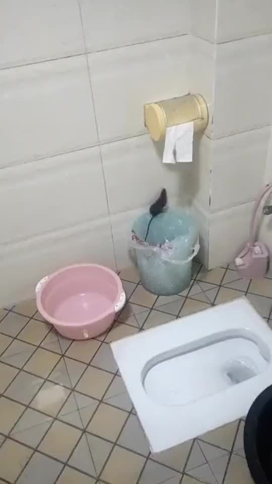 老鼠万万没想到会有人给我洗澡
