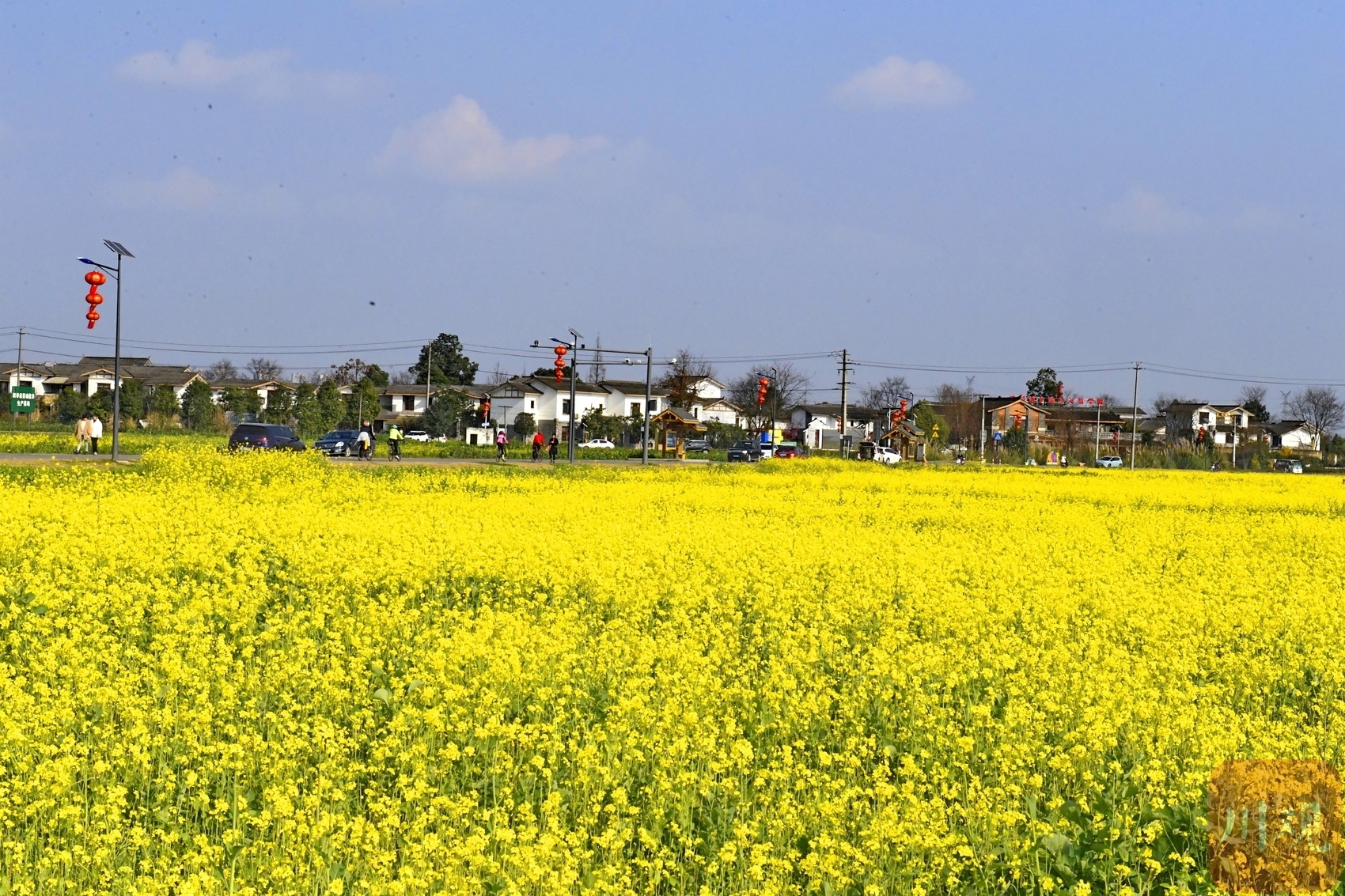 2月11日,四川省崇州市白头镇境内油菜花争相开放,吸引不少游客前来