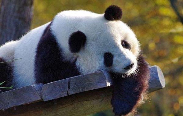 厚颜无耻!韩网友说熊猫是<a href=