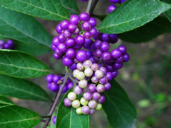 农村一种奇特植物紫珠即可观赏也是药材满树紫果非常迷人