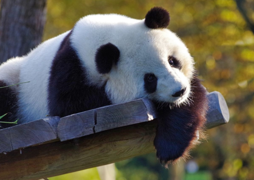 冰墩墩人气火爆！韩网友酸了：给我都不要，熊猫是<a href=