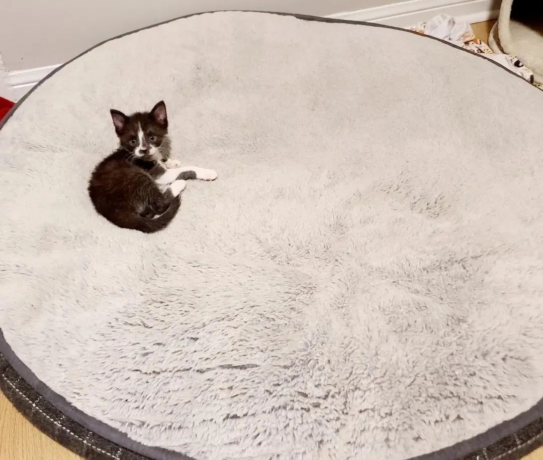 136斤的大狗子给小奶猫当“妈妈”是什么体验?休闲区蓝鸢梦想 - Www.slyday.coM 136斤的大狗子给小奶猫当“妈妈”是什么体验?休闲区蓝鸢梦想 - Www.slyday.coM