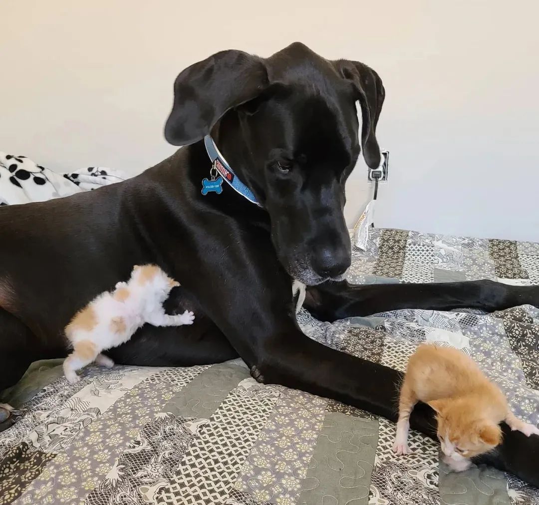 136斤的大狗子给小奶猫当“妈妈”是什么体验?休闲区蓝鸢梦想 - Www.slyday.coM 136斤的大狗子给小奶猫当“妈妈”是什么体验?休闲区蓝鸢梦想 - Www.slyday.coM