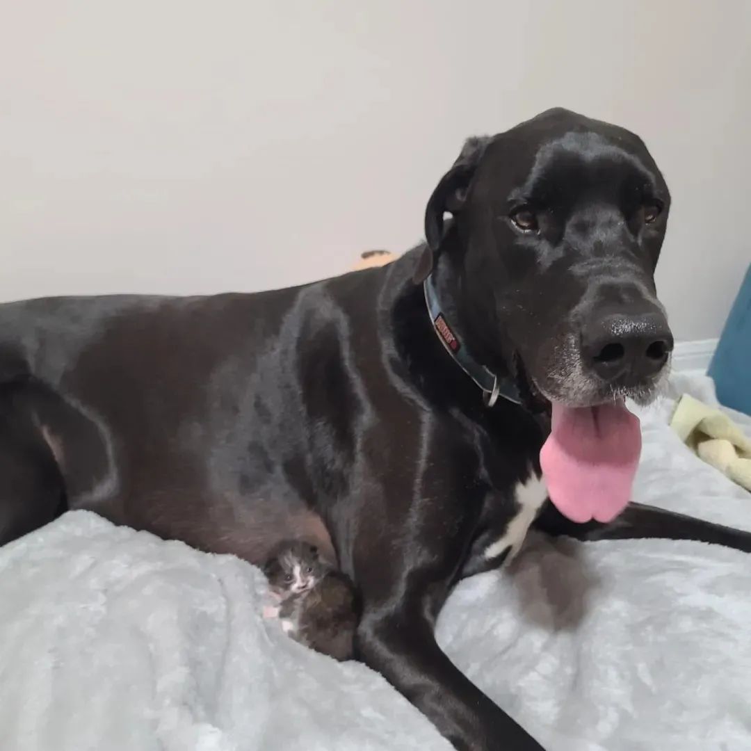 136斤的大狗子给小奶猫当“妈妈”是什么体验?休闲区蓝鸢梦想 - Www.slyday.coM 136斤的大狗子给小奶猫当“妈妈”是什么体验?休闲区蓝鸢梦想 - Www.slyday.coM