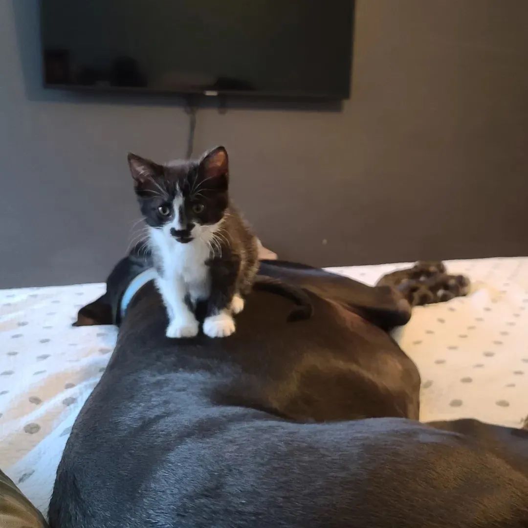 136斤的大狗子给小奶猫当“妈妈”是什么体验?休闲区蓝鸢梦想 - Www.slyday.coM 136斤的大狗子给小奶猫当“妈妈”是什么体验?休闲区蓝鸢梦想 - Www.slyday.coM