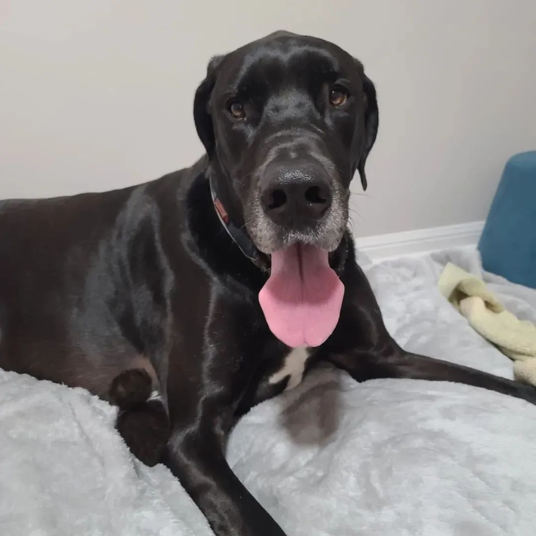 136斤的大狗子给小奶猫当“妈妈”是什么体验?休闲区蓝鸢梦想 - Www.slyday.coM 136斤的大狗子给小奶猫当“妈妈”是什么体验?休闲区蓝鸢梦想 - Www.slyday.coM