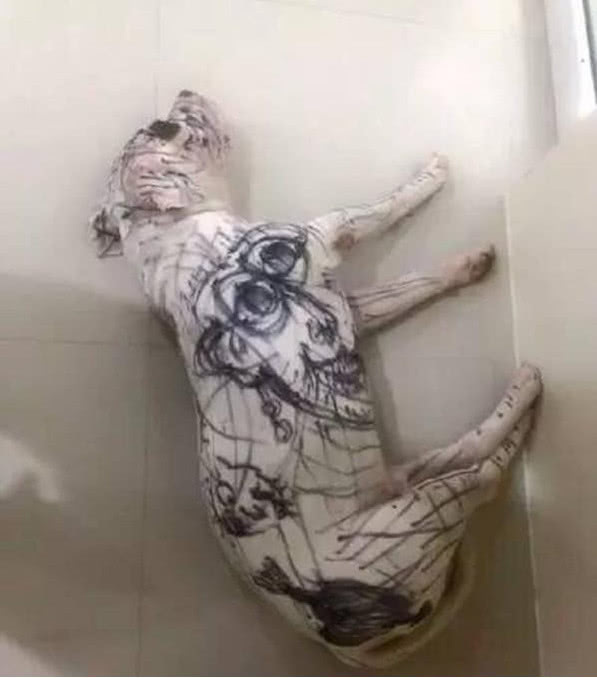 趁家长不在，熊孩子在狗狗身上疯狂作画，主人回家后都崩溃了休闲区蓝鸢梦想 - Www.slyday.coM