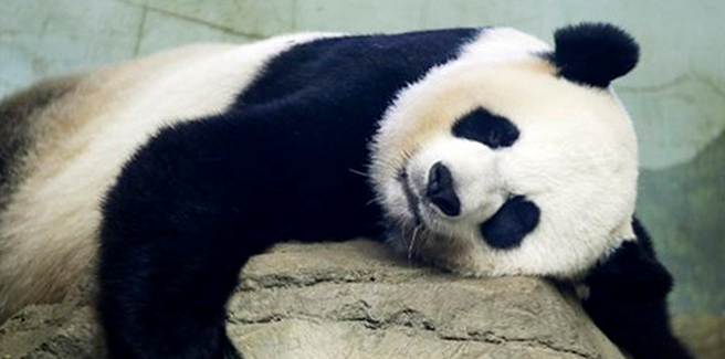 旅美大熊猫“美香”图自美媒