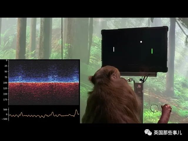 给23只猴子大脑装芯片,结果死了15只?!马斯克的脑机接口公司被喷惨了....休闲区蓝鸢梦想 - Www.slyday.coM 给23只猴子大脑装芯片,结果死了15只?!马斯克的脑机接口公司被喷惨了....休闲区蓝鸢梦想 - Www.slyday.coM