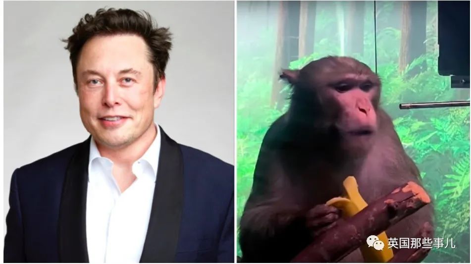 给23只猴子大脑装芯片,结果死了15只?!马斯克的脑机接口公司被喷惨了....休闲区蓝鸢梦想 - Www.slyday.coM 给23只猴子大脑装芯片,结果死了15只?!马斯克的脑机接口公司被喷惨了....休闲区蓝鸢梦想 - Www.slyday.coM