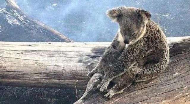 都是国宝,熊猫降级,考拉成为濒危动物,澳洲没对考拉进行保护?