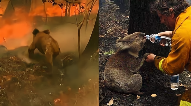 都是国宝,熊猫降级,考拉成为濒危动物,澳洲没对考拉进行保护?