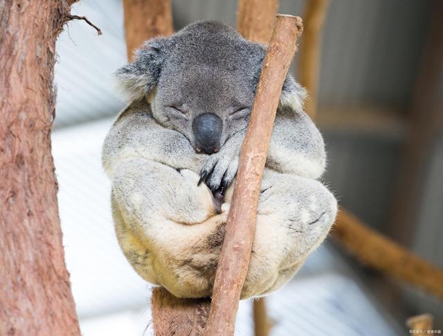 都是国宝，熊猫降级，考拉成为濒危动物，澳洲没对考拉进行保护？