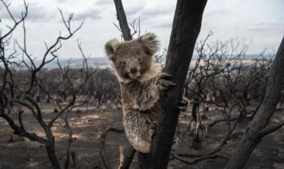 都是国宝,熊猫降级,考拉成为濒危动物,澳洲没对考拉进行保护?