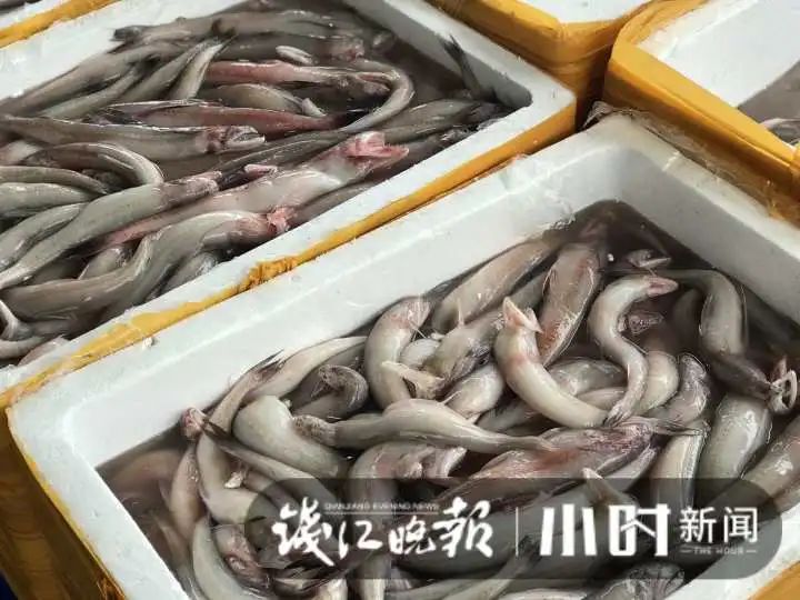 大降价!杭城此地,5块钱就能淘到这种美味:太鲜了!有人抢货30斤:买到就是赚到休闲区蓝鸢梦想 - Www.slyday.coM 大降价!杭城此地,5块钱就能淘到这种美味:太鲜了!有人抢货30斤:买到就是赚到休闲区蓝鸢梦想 - Www.slyday.coM