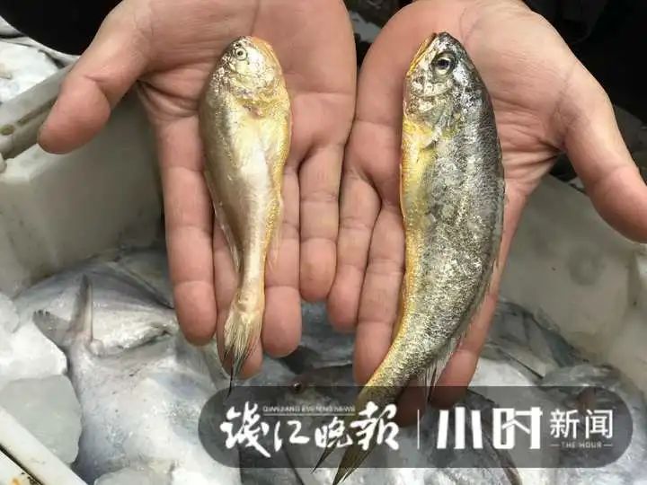 大降价!杭城此地,5块钱就能淘到这种美味:太鲜了!有人抢货30斤:买到就是赚到休闲区蓝鸢梦想 - Www.slyday.coM 大降价!杭城此地,5块钱就能淘到这种美味:太鲜了!有人抢货30斤:买到就是赚到休闲区蓝鸢梦想 - Www.slyday.coM