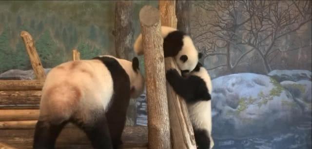 熊猫宝宝为争地盘大打出手，熊猫妈妈劝架方式也太萌了吧！