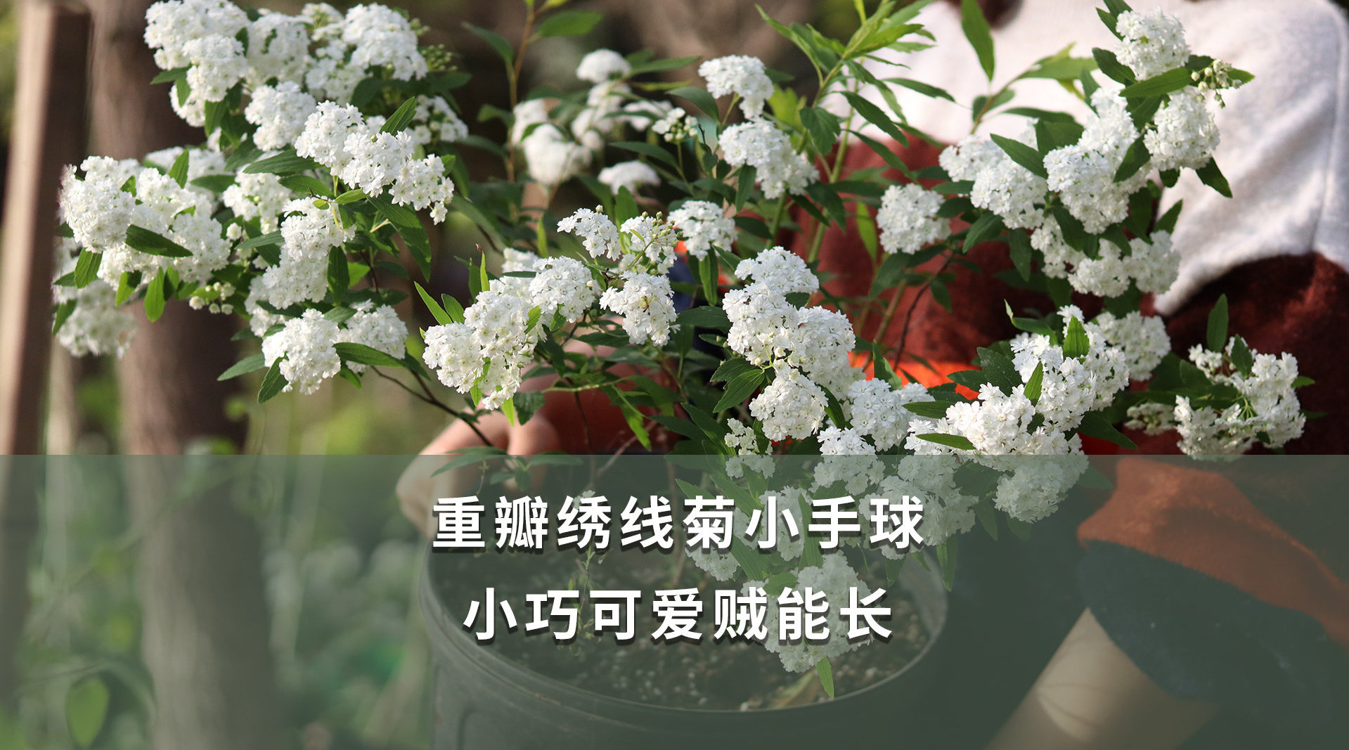 重瓣绣线菊小手球小花在枝条上一朵朵紧挨着绽放