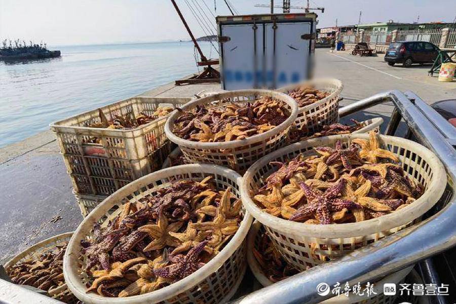 胶州湾海星再现!比去年提前近1个月,已采取人工潜水方式捕捞休闲区蓝鸢梦想 - Www.slyday.coM 胶州湾海星再现!比去年提前近1个月,已采取人工潜水方式捕捞休闲区蓝鸢梦想 - Www.slyday.coM