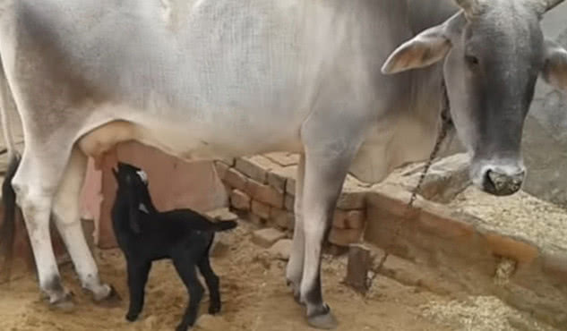 小山羊抛弃生养自己的妈妈，竟吃起了牛的奶，主人：有奶便是娘