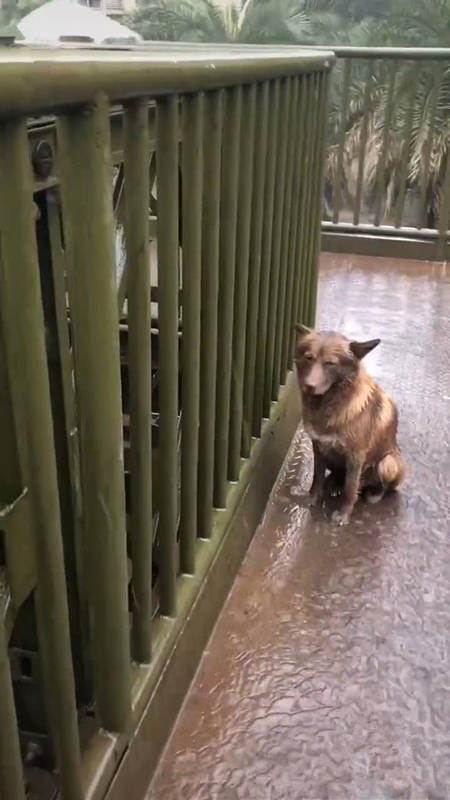 小狗站在雨中淋雨,模样让人心疼,得知原因后,男子感叹