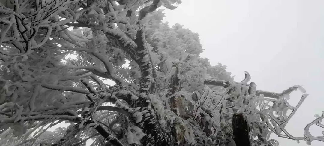 最低5℃,佛山寒冷橙色预警生效!广东这些地方下雪了,未来几天…休闲区蓝鸢梦想 - Www.slyday.coM 最低5℃,佛山寒冷橙色预警生效!广东这些地方下雪了,未来几天…休闲区蓝鸢梦想 - Www.slyday.coM