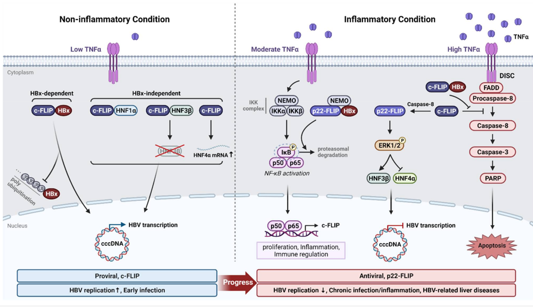 乙肝可成药靶点，<a href=