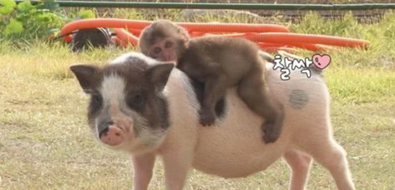 小猴被妈妈丢弃，饲养员为了安慰它找了个猪妈，猪的反应超暖心