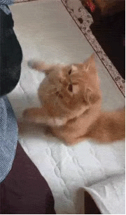 主人在给狗剪指甲，而猫咪误把狗尾巴当成了逗猫棒，站起来就挠！休闲区蓝鸢梦想 - Www.slyday.coM