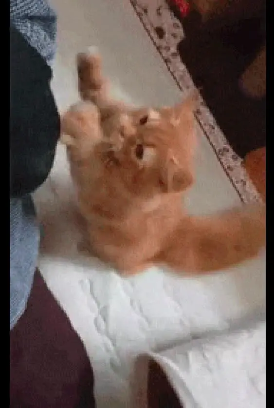 主人在给狗剪指甲，而猫咪误把狗尾巴当成了逗猫棒，站起来就挠！休闲区蓝鸢梦想 - Www.slyday.coM