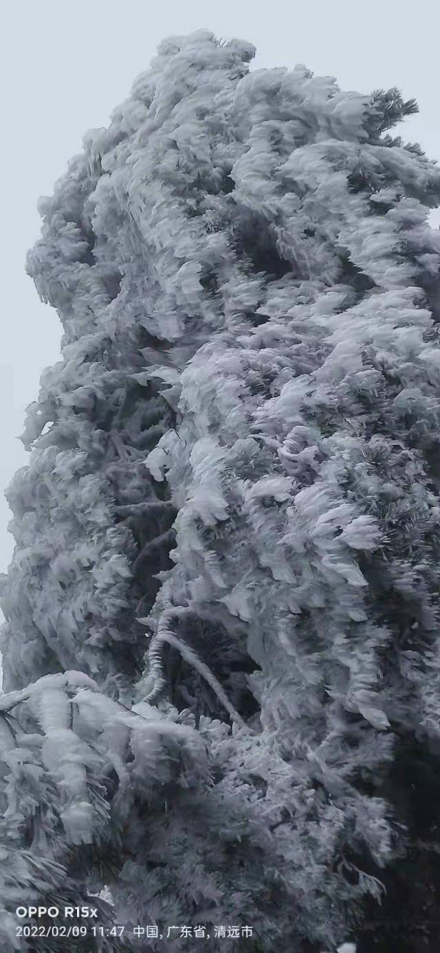 广东下雪了!南岭迎来2022年第一场雪休闲区蓝鸢梦想 - Www.slyday.coM 广东下雪了!南岭迎来2022年第一场雪休闲区蓝鸢梦想 - Www.slyday.coM