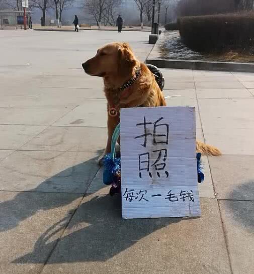 金毛专用狗粮排行榜_刚断奶的小金毛第一次“吃饭”模样,萌爆了,哈哈哈…