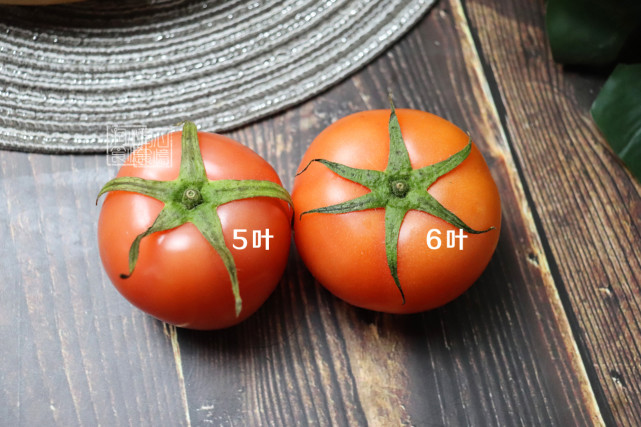 雌雄鸭子为什么会进化出矛盾螺旋？...