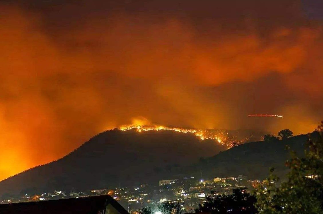 一场大火，超过6万只考拉死伤！澳洲国宝多地变濒危