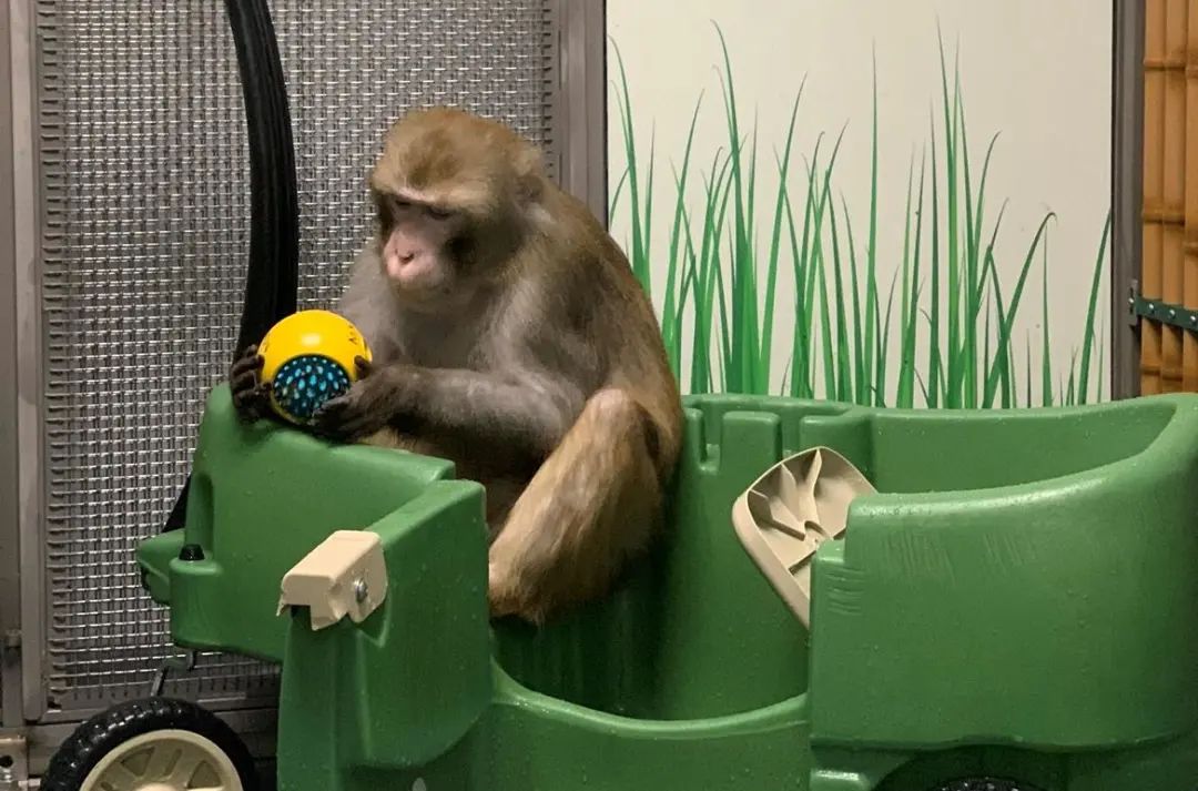 马斯克被指虐待实验动物?科研人员:用于脑机接口研究的猴子训练成本非常高,不可能出现虐待的情况休闲区蓝鸢梦想 - Www.slyday.coM 马斯克被指虐待实验动物?科研人员:用于脑机接口研究的猴子训练成本非常高,不可能出现虐待的情况休闲区蓝鸢梦想 - Www.slyday.coM