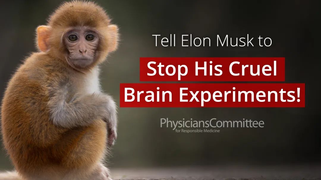 马斯克被指虐待实验动物?科研人员:用于脑机接口研究的猴子训练成本非常高,不可能出现虐待的情况休闲区蓝鸢梦想 - Www.slyday.coM 马斯克被指虐待实验动物?科研人员:用于脑机接口研究的猴子训练成本非常高,不可能出现虐待的情况休闲区蓝鸢梦想 - Www.slyday.coM