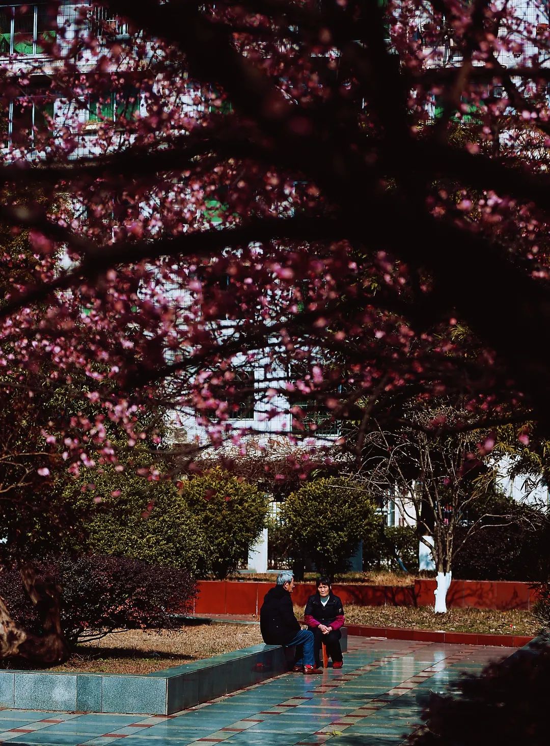 重庆巫山，两位老人坐在绿树红花下。卢先庆 摄