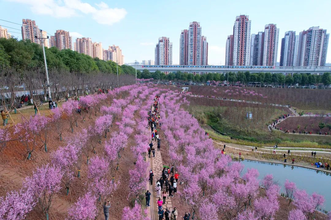 温暖的太阳和美丽的花海，吸引了众多游人前来打卡。吴汪洋 摄