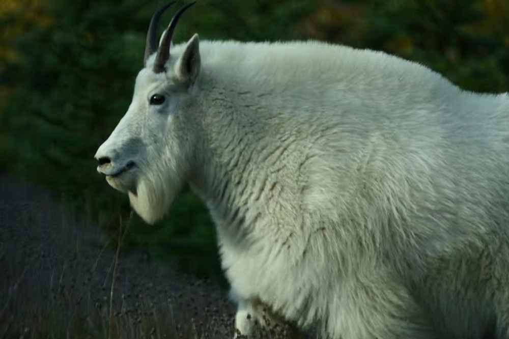 震撼心灵的山谷之美——贾斯帕国家公园休闲区蓝鸢梦想 - Www.slyday.coM 震撼心灵的山谷之美——贾斯帕国家公园休闲区蓝鸢梦想 - Www.slyday.coM