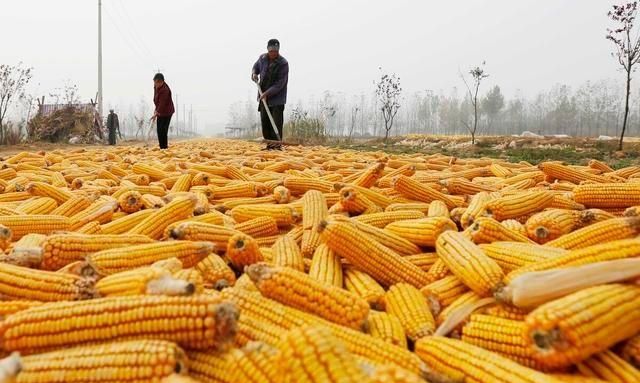 中国允许俄罗斯全境小麦进口,后市玉米小麦以及生猪的走势如何?休闲区蓝鸢梦想 - Www.slyday.coM 中国允许俄罗斯全境小麦进口,后市玉米小麦以及生猪的走势如何?休闲区蓝鸢梦想 - Www.slyday.coM
