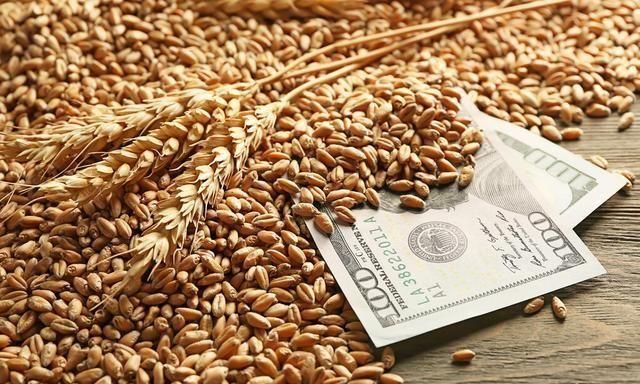 中国允许俄罗斯全境小麦进口,后市玉米小麦以及生猪的走势如何?休闲区蓝鸢梦想 - Www.slyday.coM 中国允许俄罗斯全境小麦进口,后市玉米小麦以及生猪的走势如何?休闲区蓝鸢梦想 - Www.slyday.coM