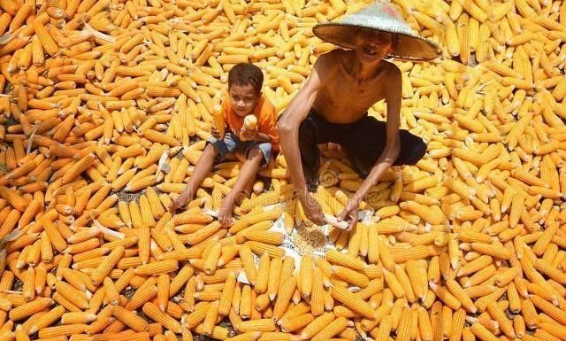 中国允许俄罗斯全境小麦进口,后市玉米小麦以及生猪的走势如何?休闲区蓝鸢梦想 - Www.slyday.coM 中国允许俄罗斯全境小麦进口,后市玉米小麦以及生猪的走势如何?休闲区蓝鸢梦想 - Www.slyday.coM